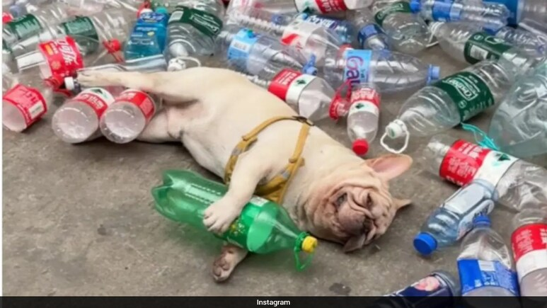 ndtv's tweet photo. Viral Dog Brutally Targeted By Suspected Animal Abuse Group In China
https://t.co/lZ4ipTwuU4 https://t.co/cmQXED9Zjw