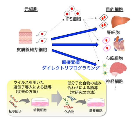 JST_info's tweet photo. 〈プレスリリース〉細胞の直接変換過程をシミュレーションで再現 AIで細胞変換を誘導可能な低分子化合物を予測～iPS細胞を介さない新たな再生医療の開拓へ～
https://t.co/VKG3Zfdj9t
細胞変換の段階ごとに必要な低分子化合物を簡便に予測可能なAI技術を開発しました。
#JST #科学技術振興機構 #ACT_X https://t.co/vOXnnVqkrb