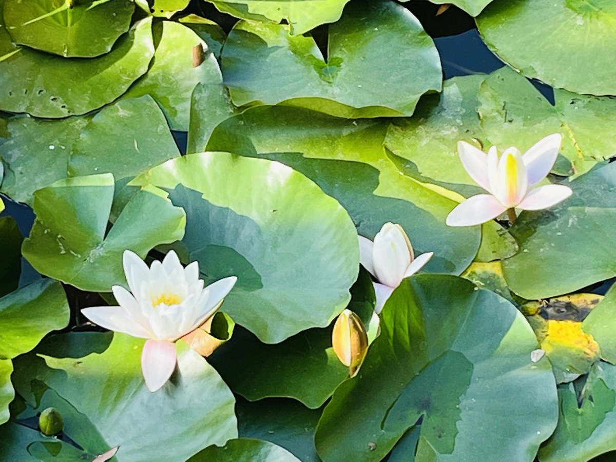 こんにちは😊 ⁡ 今までに見たこともない、外側がうっすらピンクで白の