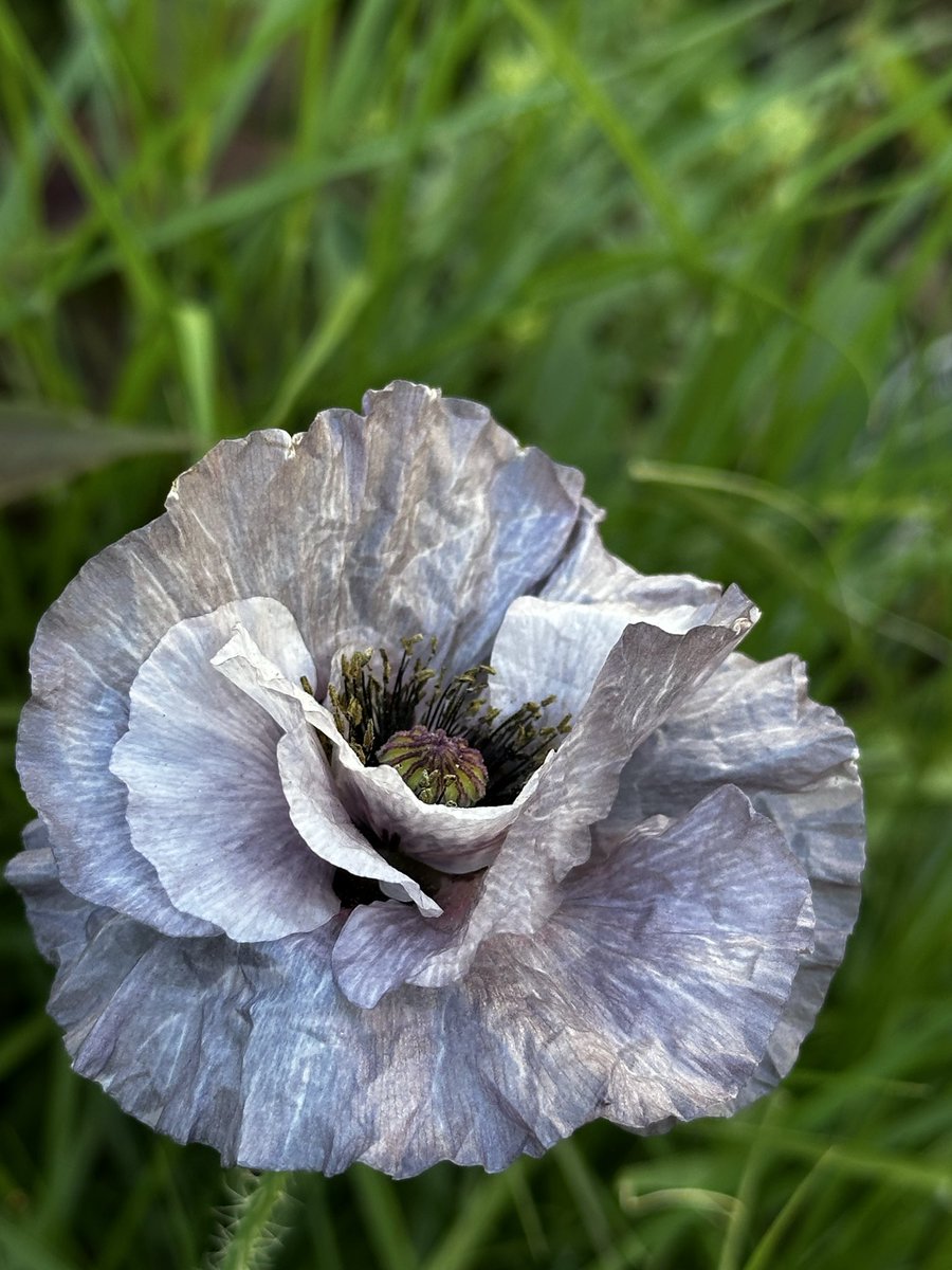 novara711's tweet photo. ブルーグレーの雛罌粟 'アメージンググレイ'（Papaver rhoeas 'Amazing Grey'）が咲き始めた。一重八重、白っぽいものから濃い色まで幅広い。#emptyg https://t.co/HQvBh57naK