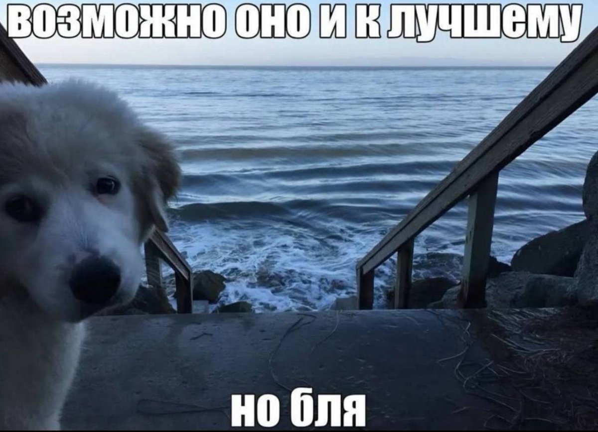 евца на мели 🇺🇦 tweet media