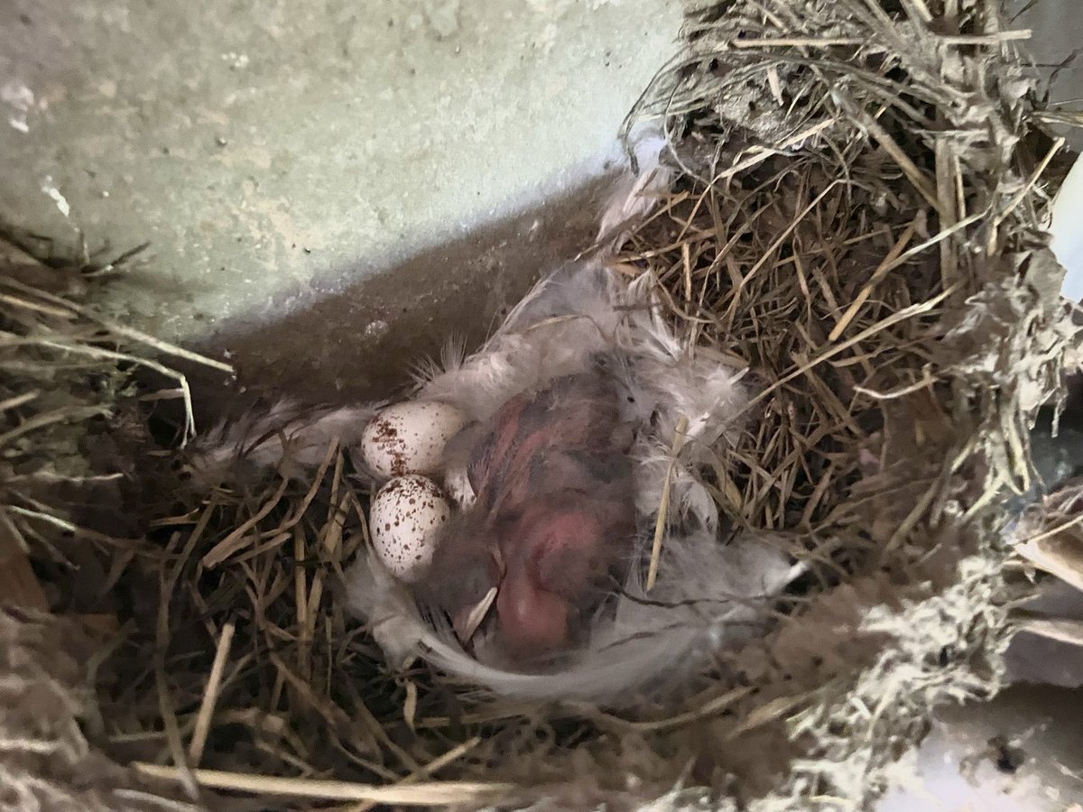 boerinhendrika's tweet photo. 11/4 waren de eerste #boerenzwaluwen terug=vroeg. 3/5 lagen 5 eitjes in een nest. 18/5 de eerste jongen✅Terwijl de laatst aangekomen boerenzwaluwen nog een nest moeten maken🤔

#rode_lijst 
#boerennatuur💚
#gangbare_landbouw🍀 https://t.co/EKesMFVduz