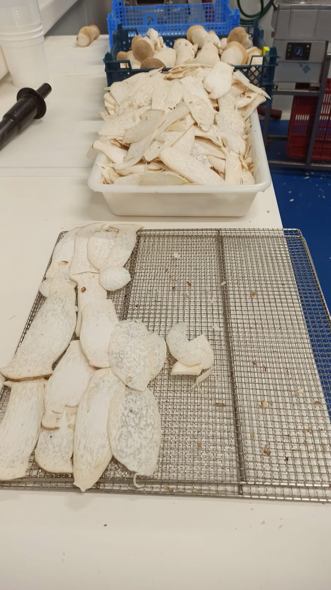 projectsafeeu's tweet photo. SAFE partner CTICH will present new results at #SUM2026 in Procida, Italy, on using dried salmon sludge as a substitute for soybean meal in king oyster mushroom cultivation.

#SAFEProject #CircularEconomy #Aquaculture #Bioeconomy https://t.co/cp3H1N34wg