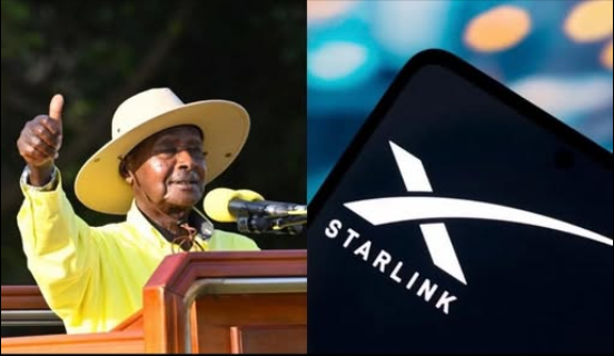 willard shoko tweet media