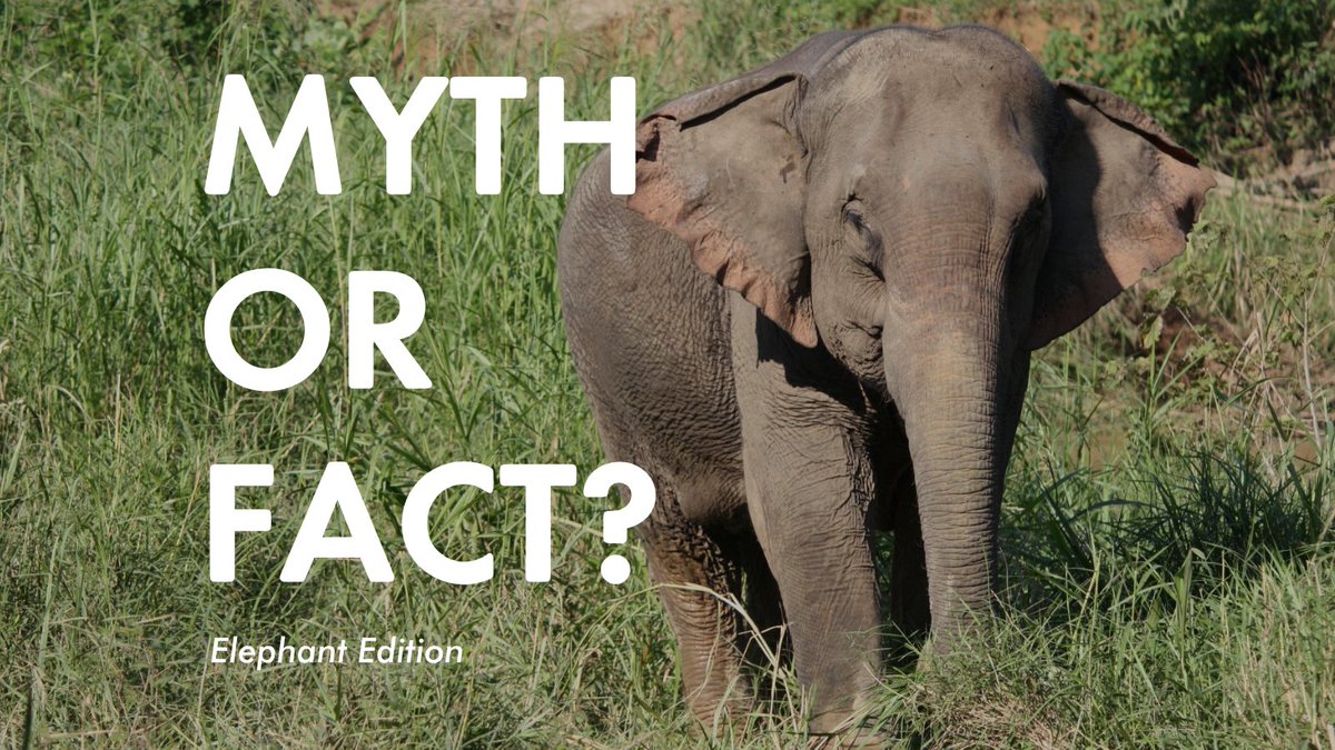 MoveTheWorldAF's tweet photo. Myth or Fact? Do elephants need bathing? And if not, could bathing them actually do any harm? https://t.co/x63ItgGCdI