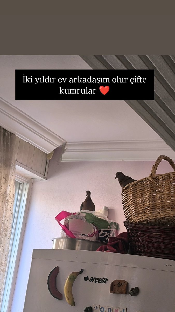 ____________ykp's tweet photo. Tam 2 yıl oldu ev arkadaşlarımın camdan girişi...
Sizce de çok tatlı değiller mi ?
#19Mayıs1919 https://t.co/KQDR4sMaqp