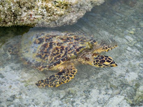 BIOTGov's tweet photo. The hawksbill turtle is Critically Endangered, according to the IUCN Red List. Turtle Cove in Diego Garcia has the highest population density of juvenile hawksbills anywhere in the world (3/4) https://t.co/5jXTJbxNH0