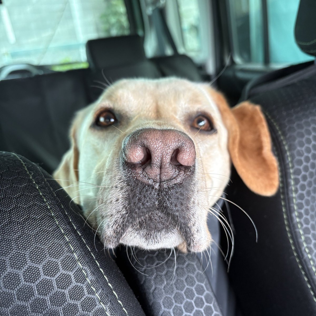 実家の犬きなこ tweet media
