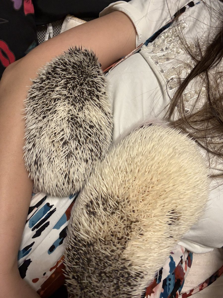 ℤ¡㎃🦔 tweet media