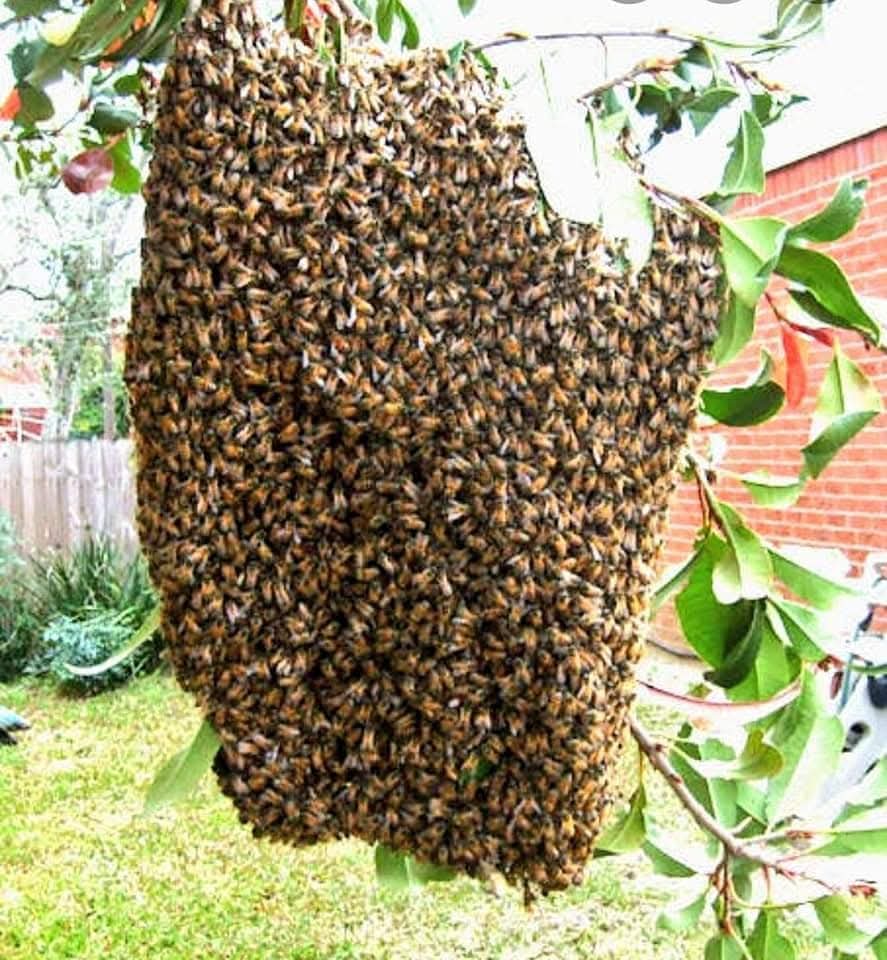 kayaldevaraj's tweet photo. May 20th
#WorldBeeDay.#Thaen
உலக தேனீக்கள் தினம்.
ஒரு கிலோ தேன் எடுப்பதற்கு
ஒரு மில்லியன் பூக்கள் மீது அமர்கிறது தேனீக்கள். உழைப்பு, ஒற்றுமை, தன்னம்பிக்கை, விடாமுயற்சி, சுறுசுறுப்பு ஆகியவற்றின் பலன் #தேன் . https://t.co/37bjEU5UiD