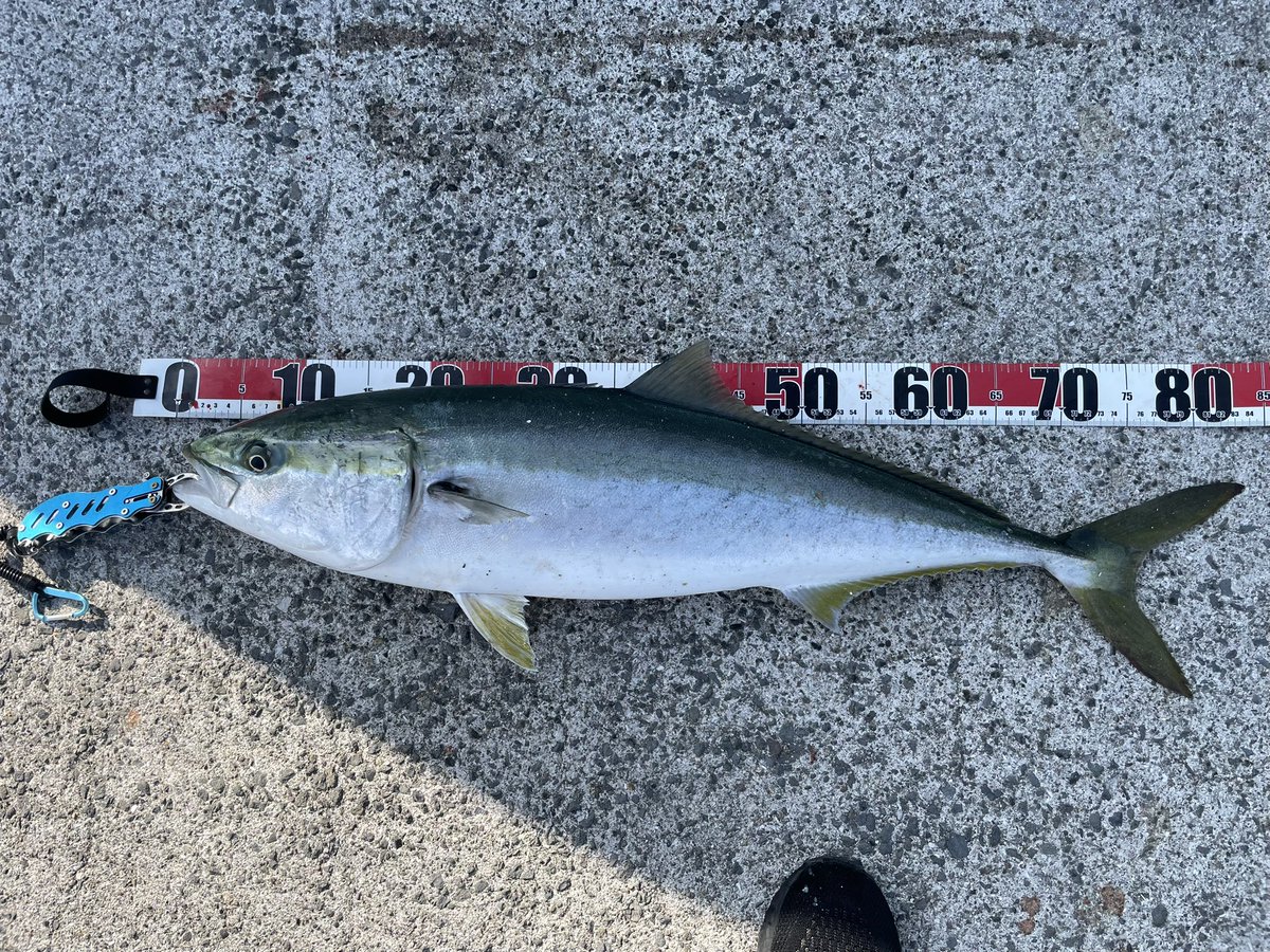 ungra_angler's tweet photo. いつもひっそり釣りに行ってひっそりボウズがほとんどだけど、今日は初めてジギングでブリ釣れたので記念にツイート
マナーの悪さが気になって足が遠のいていたけど貝塚人工島やっぱり夢があるね
トイレ完成したらみなさんありがたく綺麗に使いましょうね https://t.co/NPbDV3EunU