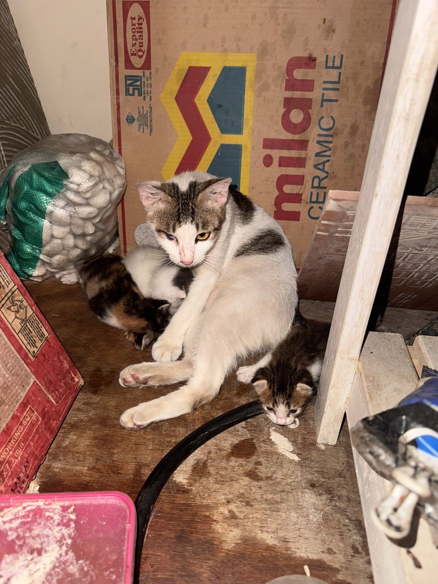 ifanabila's tweet photo. Guys, ap ada yg mau donasi? 😭 Ak ga ada niat pelihara kucing krna sadar finansial jelek dan anak rantau, tp ada stray cat lahiran di kosku, dan trnyata paw 2 anaknya kondisi kyk membusuk (kropos kyk popcorn) bkin kesulitan merangkak. Ibunya matanya buta satu. Aku bokek bgt 😭 https://t.co/u6Eyt9dB5G