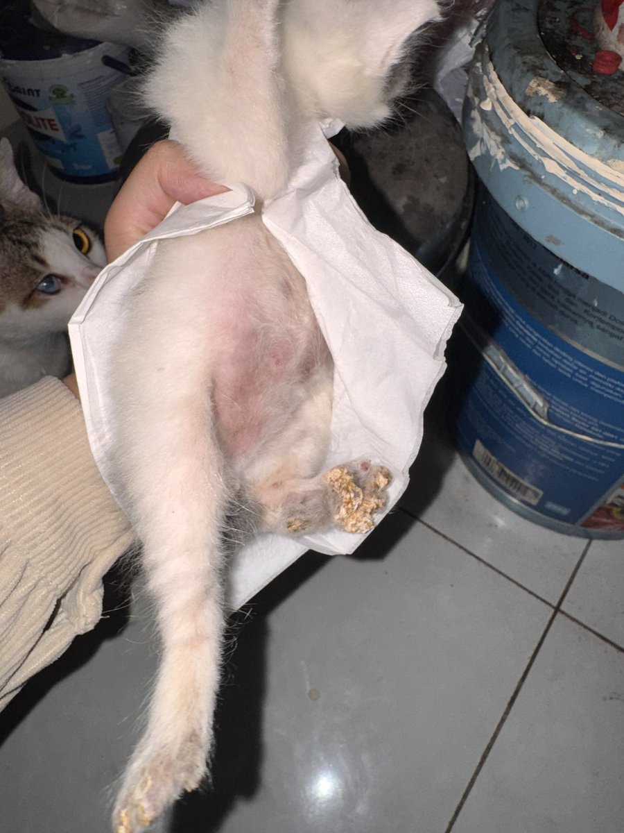 ifanabila's tweet photo. Guys, ap ada yg mau donasi? 😭 Ak ga ada niat pelihara kucing krna sadar finansial jelek dan anak rantau, tp ada stray cat lahiran di kosku, dan trnyata paw 2 anaknya kondisi kyk membusuk (kropos kyk popcorn) bkin kesulitan merangkak. Ibunya matanya buta satu. Aku bokek bgt 😭 https://t.co/u6Eyt9dB5G