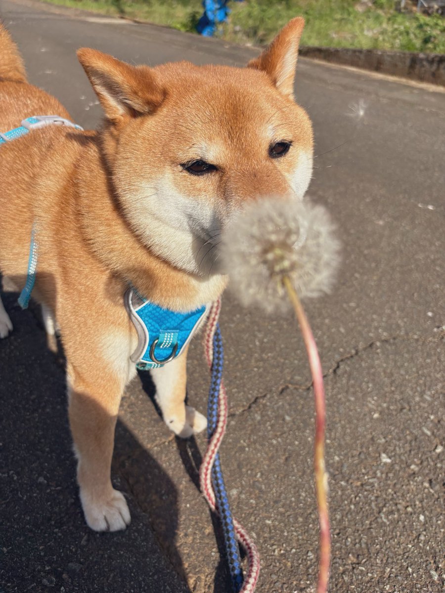 机 tweet media