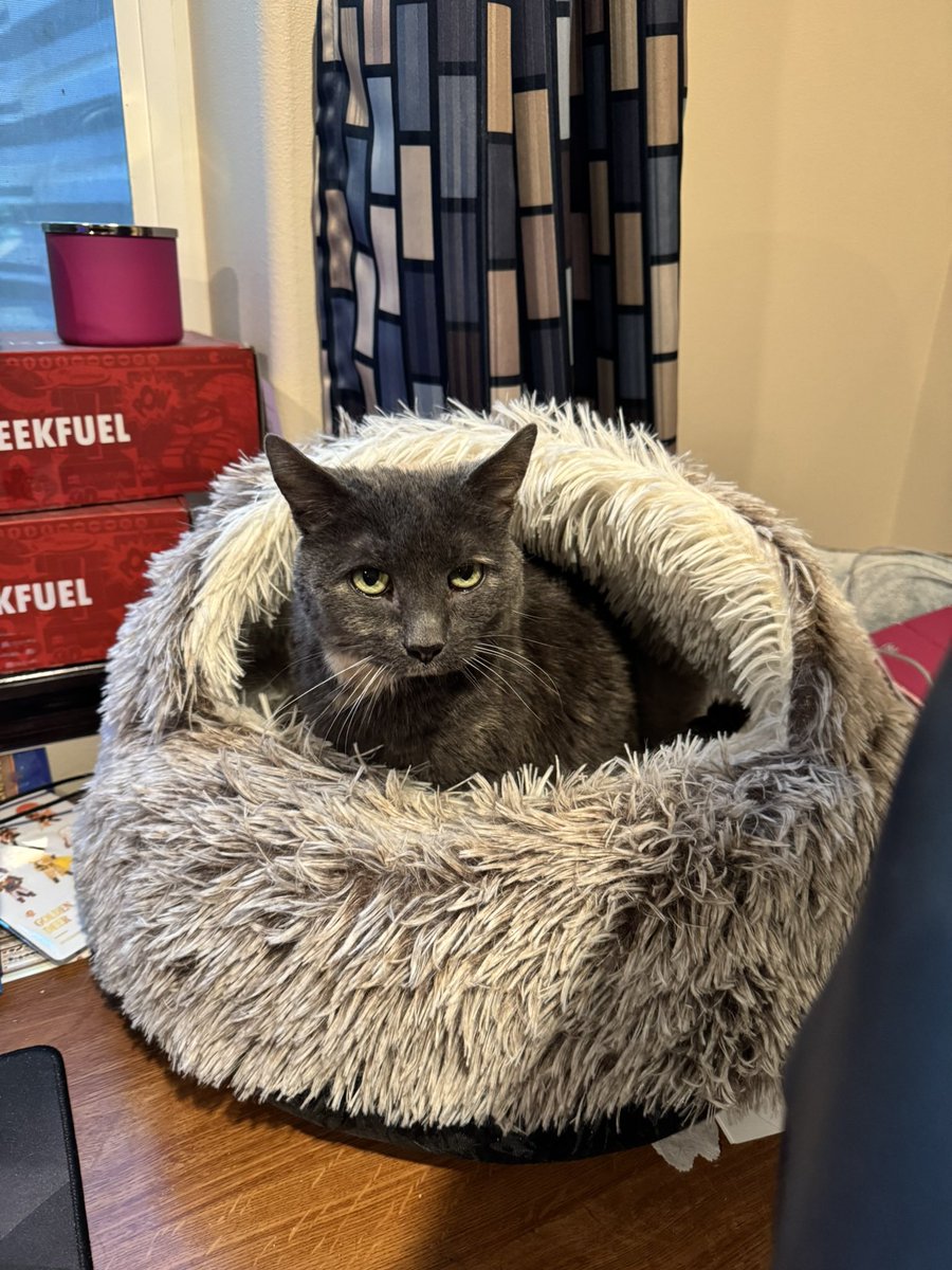 sineonwrite's tweet photo. @faikittyy My baby Libby. She’s not a lap cat, but she likes to stay close to me. https://t.co/BzgArm2kCv