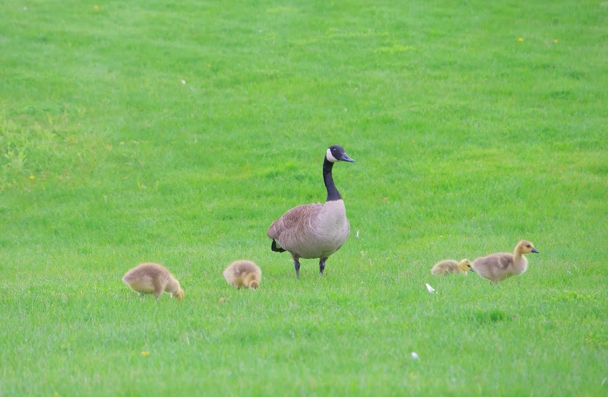 MMI_UofT's tweet photo. #Spring sightings @UTM. Photos by @IMIUofT’s very own Ryan. Have a great week ahead! https://t.co/QL3epjxWxz