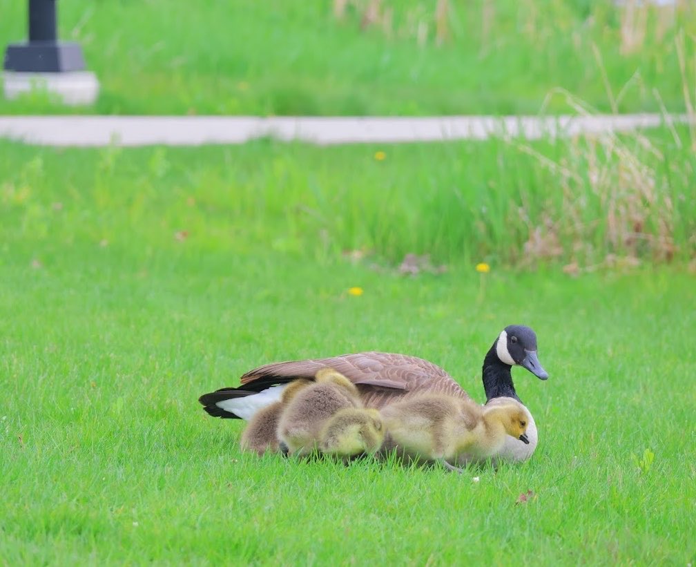 MMI_UofT's tweet photo. #Spring sightings @UTM. Photos by @IMIUofT’s very own Ryan. Have a great week ahead! https://t.co/QL3epjxWxz