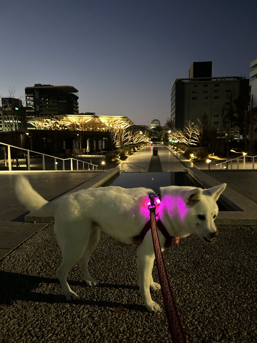 sakura78636390 愛犬さくら🐶の夜の散歩👣 いつもさくら🐶は桜色に光っ