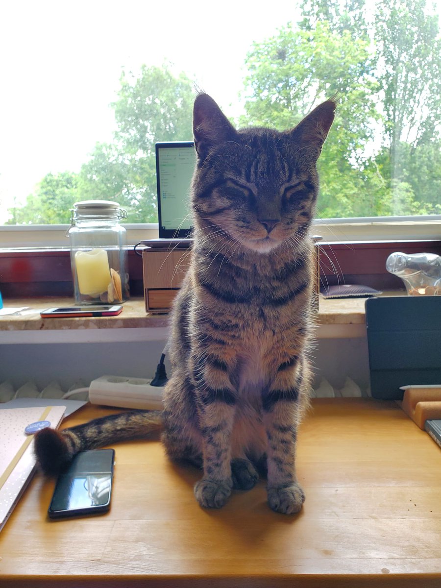 Lilo-Ministerin für Nasenarbeit &🌈Pauli & 🌈Happy tweet media