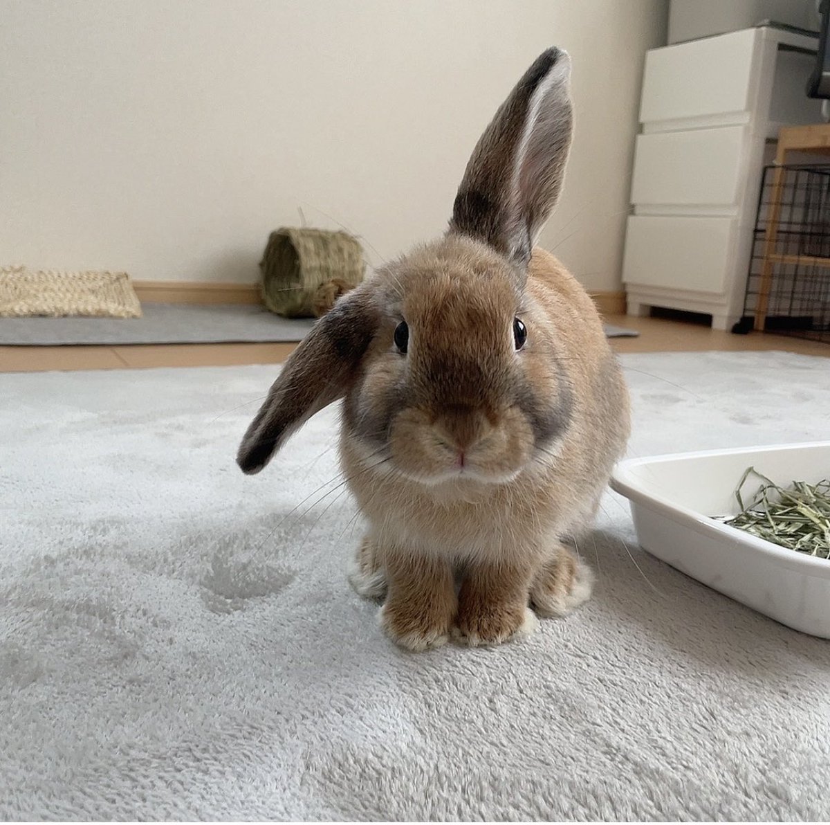 もずむーのお家(わぐとふうは実家🐰) tweet media