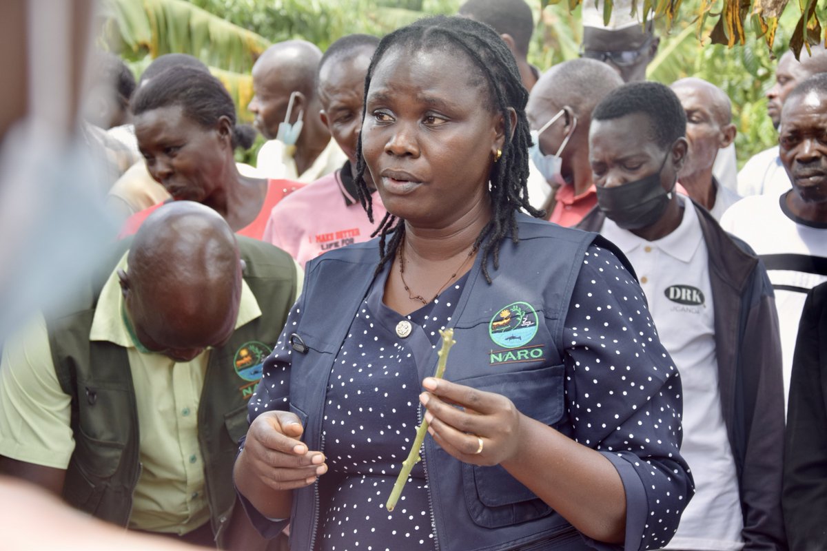 BulindiZ's tweet photo. #HappeningNow: A Farmer Field Day at the station, organized in partnership with Catholic Relief Services, is equipping communities with practical skills in agroforestry and sustainable land management to promote climate-smart agriculture and resilient livelihoods.

📸: @bob_abor https://t.co/GkBnLQEcX4