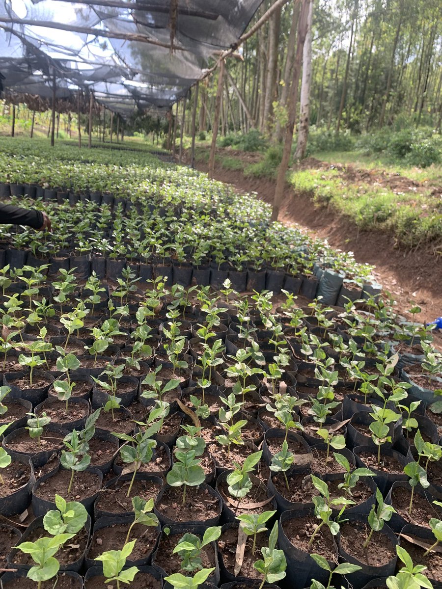 vermifarm's tweet photo. #sustainable #coffee production begins from the soil. At VERMIFAM Through the use of our organic product #Vermicompost nurture healthy coffee nurseries and productive coffee trees that contribute to high quality export coffee. Organic solutions for quality coffee 
#coffeefarming https://t.co/u27N8FFK7i