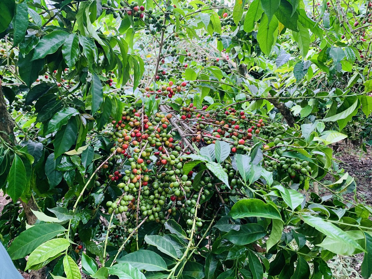 vermifarm's tweet photo. #sustainable #coffee production begins from the soil. At VERMIFAM Through the use of our organic product #Vermicompost nurture healthy coffee nurseries and productive coffee trees that contribute to high quality export coffee. Organic solutions for quality coffee 
#coffeefarming https://t.co/u27N8FFK7i
