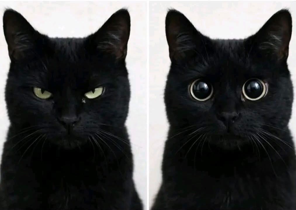cats with powerful aura tweet media