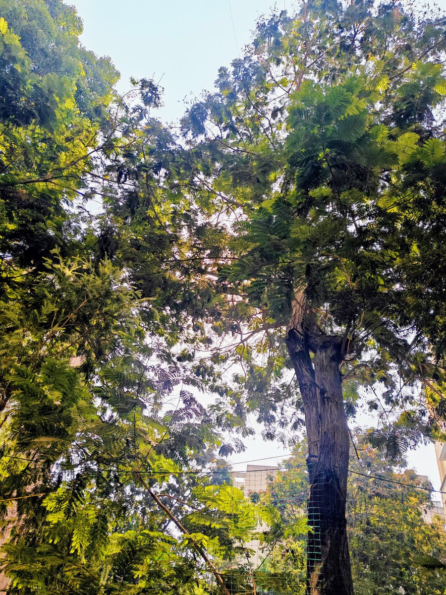 SDhanagare's tweet photo. #theme_pic_India_trees 
@chriz31_07 @dharmadhikarin @DrAlkaRay2 @drramyamurali @imatharvpatil19 @indian_pitta @mabend2 @OmkarsClicks @Theme_pic_India 
Trees teach us how to stay grounded while reaching for the sky. https://t.co/wb0myHK60u