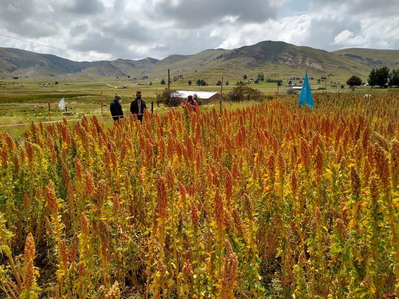 Alianza de Bioversity International y el CIAT tweet media
