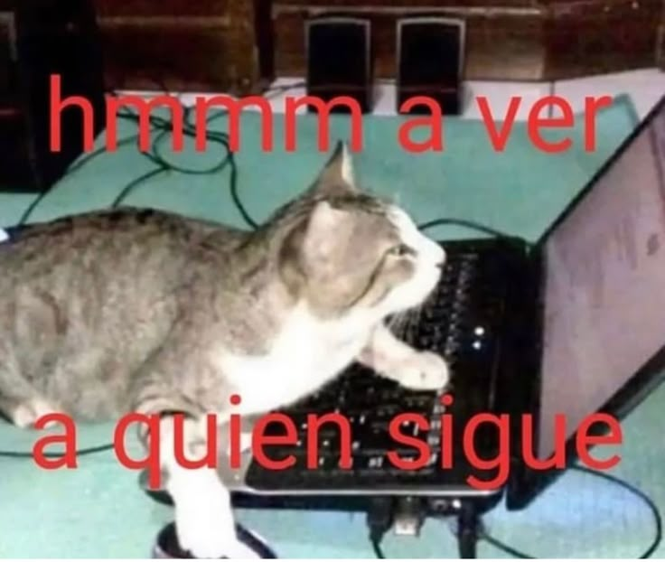 mew † tweet media