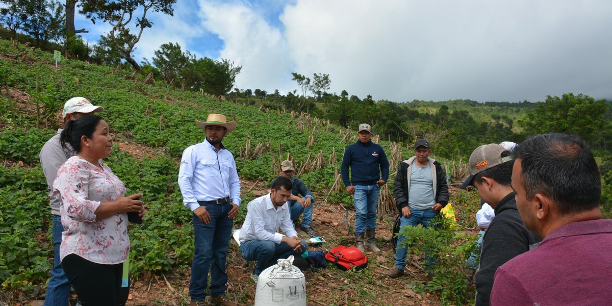 Alianza de Bioversity International y el CIAT tweet media