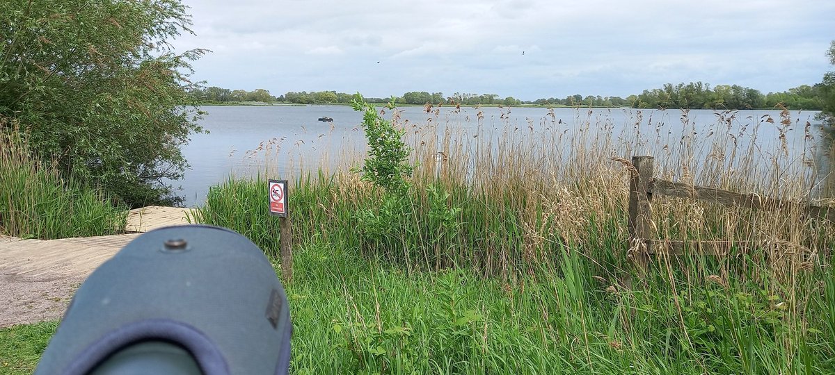 terrytwitcher's tweet photo. Visits to Fowlmere &amp; Fen Drayton today Marsh Harrier &amp; Cuckoo at the former while Little Ringed Plover Greenshank Redshank 2 Oystercatcher Cattle Egret 8 Swift and 3 Cuckoo at the latter https://t.co/VnqpD6ETxh
