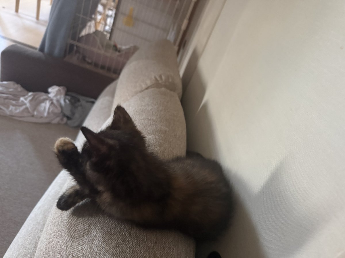 p57_hgd's tweet photo. 我が猫 https://t.co/hYAcGvJ0QR