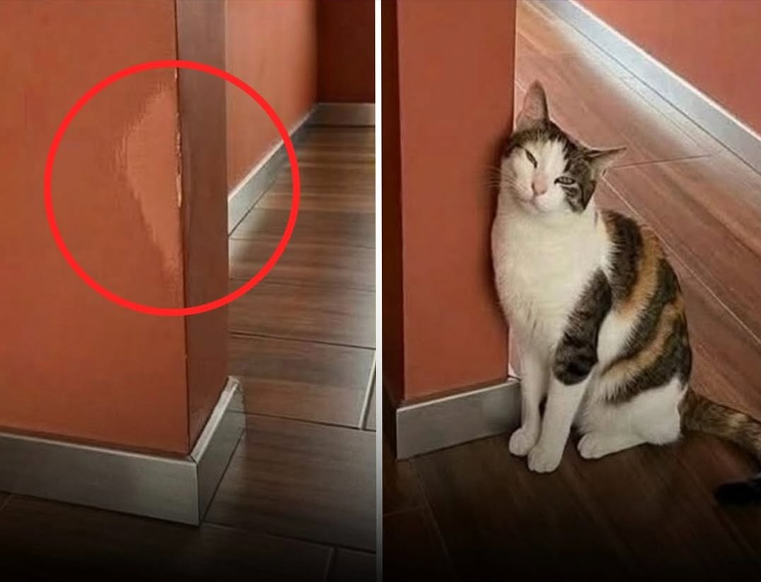 We don't deserve cats 😺 tweet media