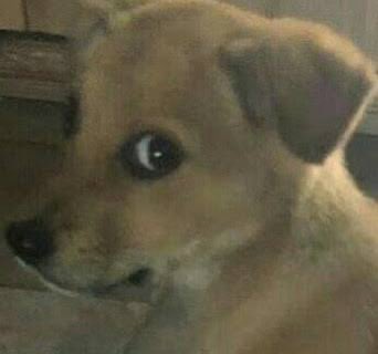 LaleSanta's tweet photo. Me encanta cuando estoy con mi perro por la calle, de repente llega otro perro de la nada a ladrarle deliberadamente y mi perro se queda mirando como: ¿todo bien en casa amigo? https://t.co/dqpOn890xQ