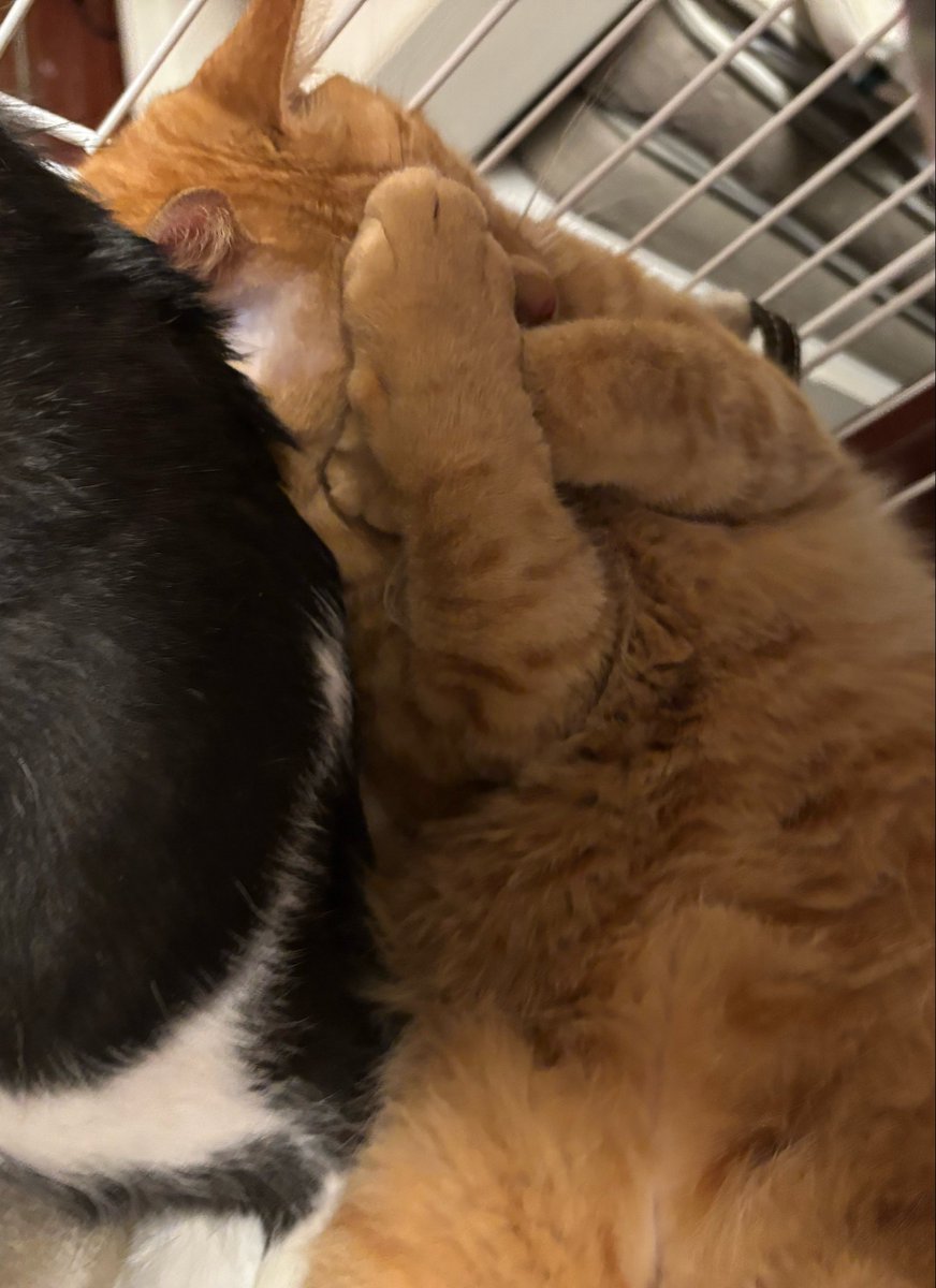 猫のこういう眩しそうな画像たくさん見たいのですが、もしあれば貼って