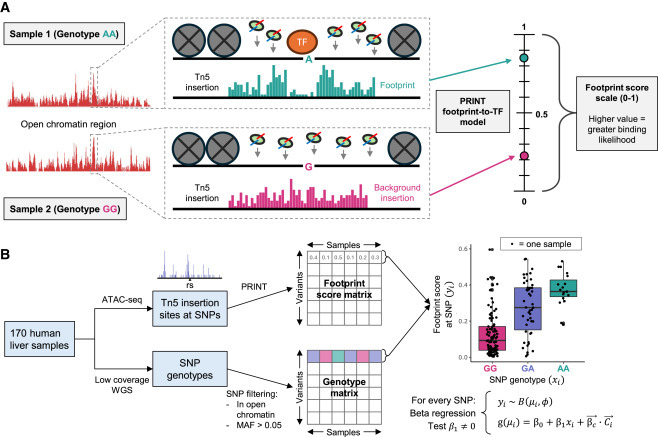 CellPressNews's tweet photo. Characterization of non-coding variants associated with transcription-factor binding through ATAC-seq-defined footprint QTLs in liver
https://t.co/ncDF7vvO3l 
Highlight from @AJHGNews (@GeneticsSociety)
@CHOP_Research @cambupenn https://t.co/qks7Qlqdwr