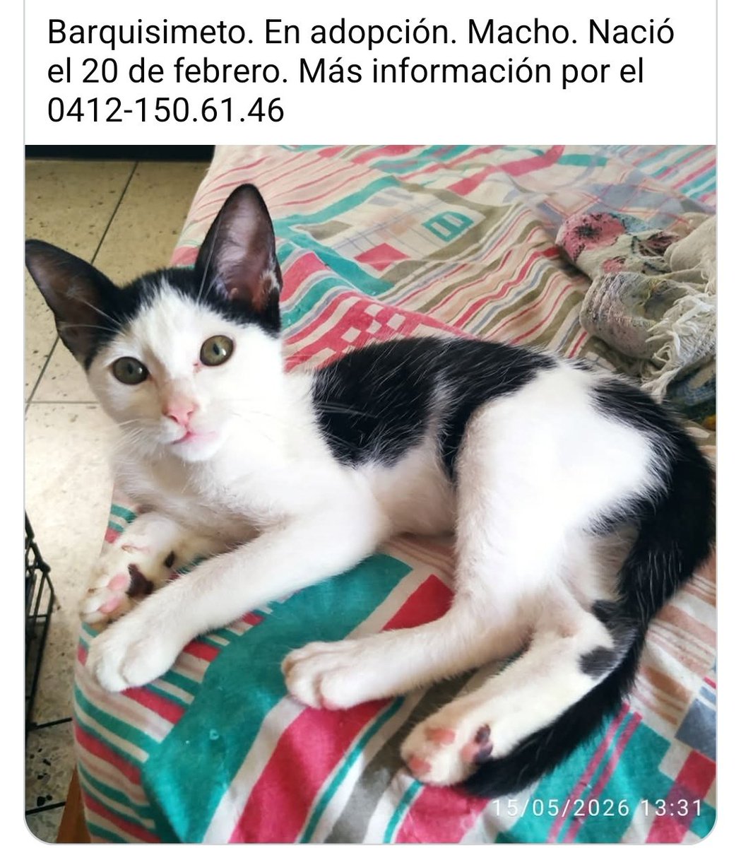 profguia tweet media