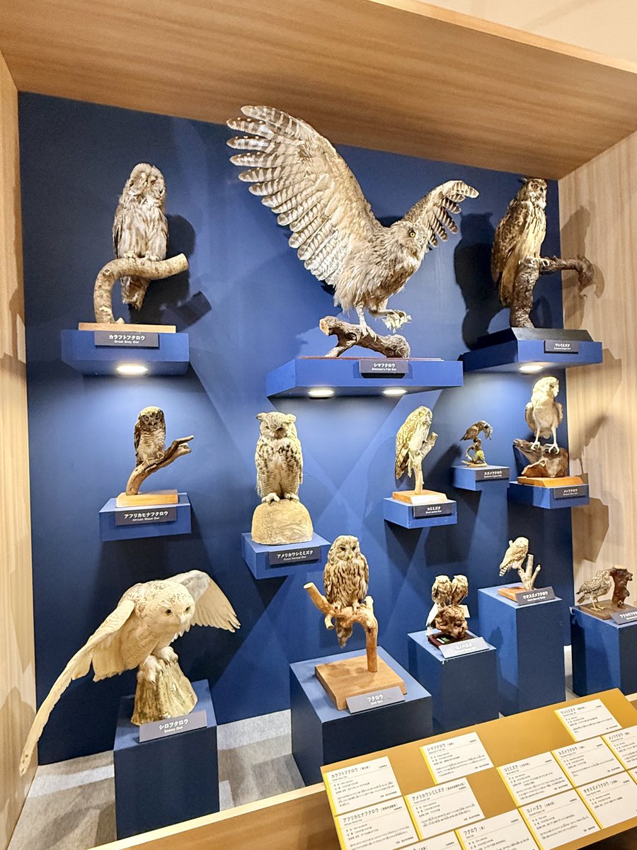 大阪市立自然史博物館で開催中の『鳥』展へ🦅✨️ たくさんの剥製って