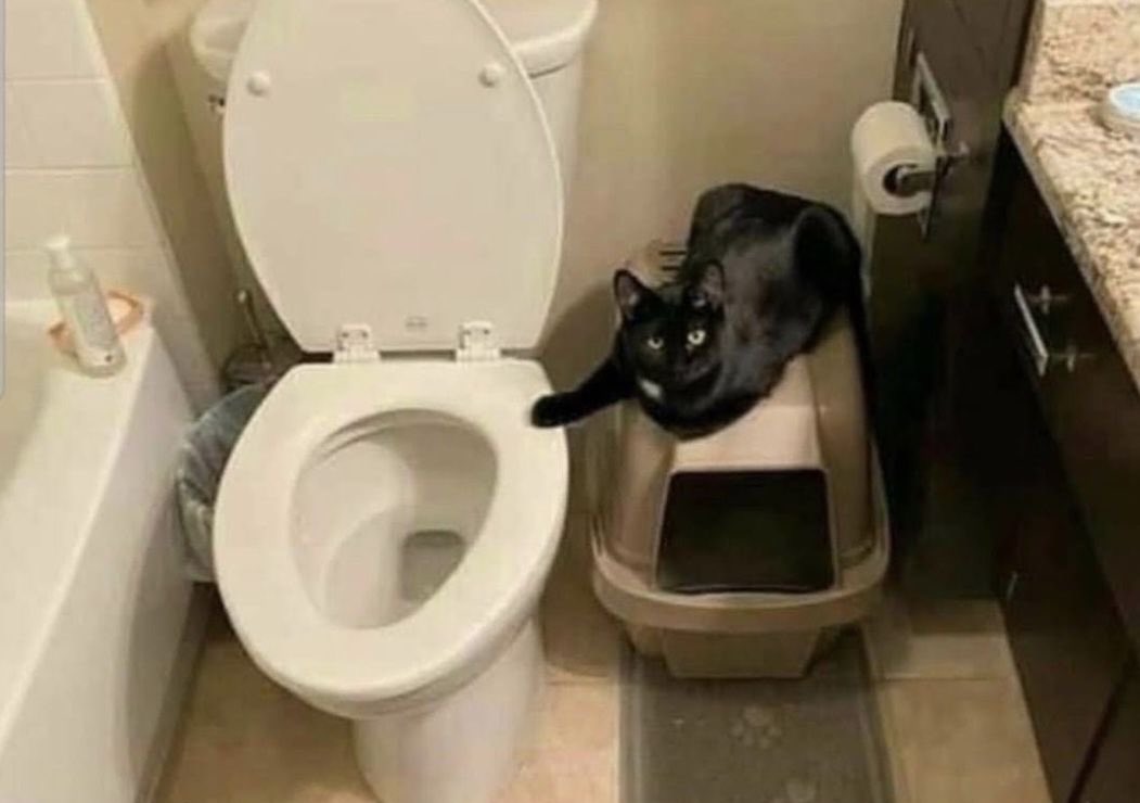 Black cats are not bad luck tweet media