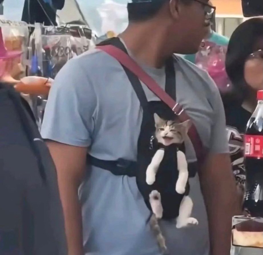 Daily Cat Posts tweet media