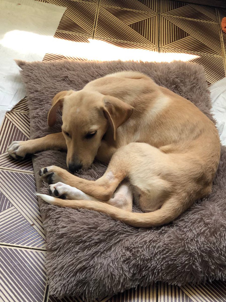 dogsunderhood's tweet photo. вообще не с этого хотелось начать тред про щениху Пайпер, но её экстренно госпитализировали с резким ухудшением, и она борется за жизнь.

мы уже оставили в клинике недельный бюджет всех щених и просим вас по возможности помочь ей любой копейкой и репостом

https://t.co/POCohfsYTR https://t.co/iodlK9QkEk