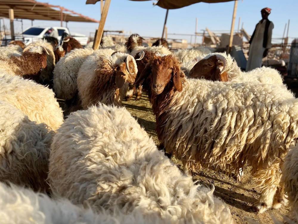 SaudipediaRU's tweet photo. Праздник Ид аль-Адха является одним из основных праздников в Саудовская Аравия и в народной культуре называется «большой праздник». В этот день совершается праздничная молитва, после чего приносится жертвенное животное в соответствии с пророческой сунной. Время жертвоприношения начинается после праздничной молитвы и продолжается до захода солнца тринадцатого дня месяца Зуль-хиджа.

https://t.co/Y4fX28nr63