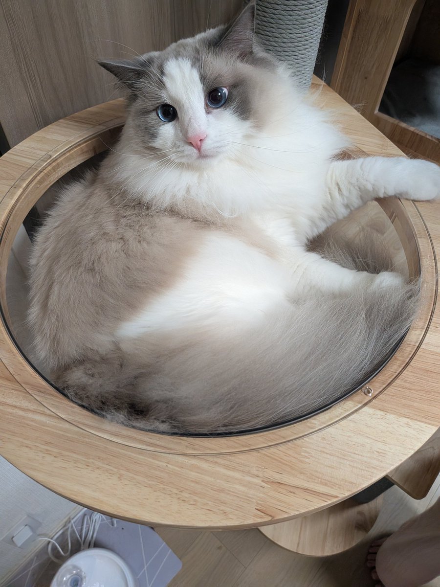 仲良し猫鍋♡ Post by フラワーマスク on X: ねこ鍋。にゃ。