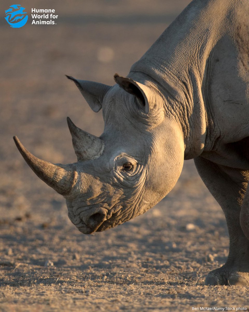 Humane World for Animals Europe tweet media