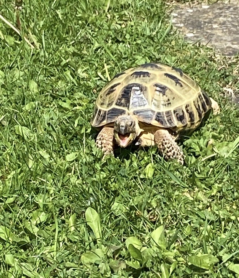 Albie the tortoise 🐢 tweet media