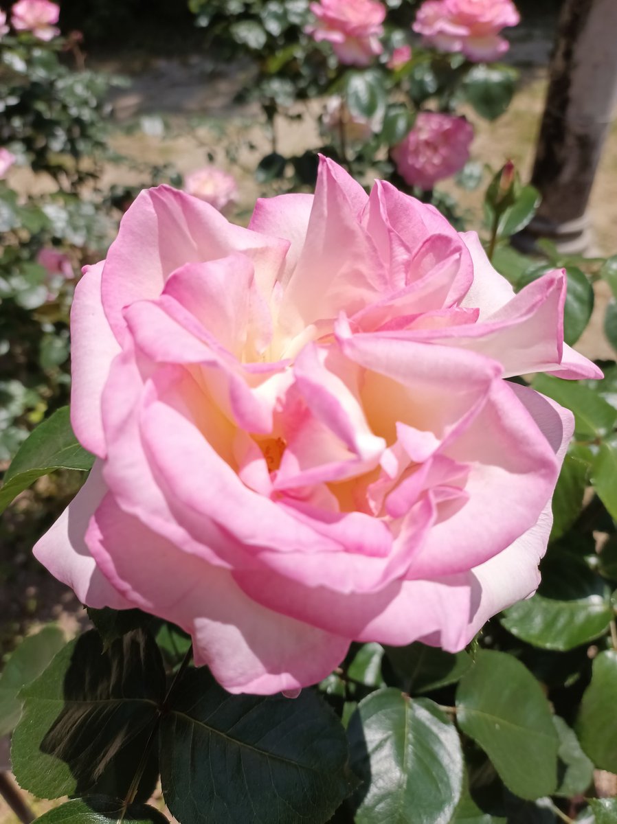 バラ #薔薇 #ばら バラ園に行ってたくさんのバラを堪能してきました