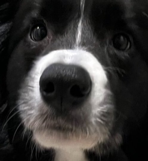 tabitobon's tweet photo. どうも。おにぎり犬です。 https://t.co/Ov6EoOgfsQ
