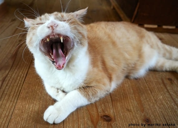 ごる猫 Σ(っ=ΦωΦ)っ tweet media